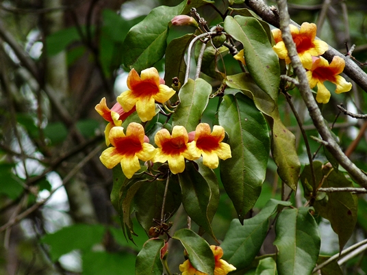 {Bignonia capreolata}